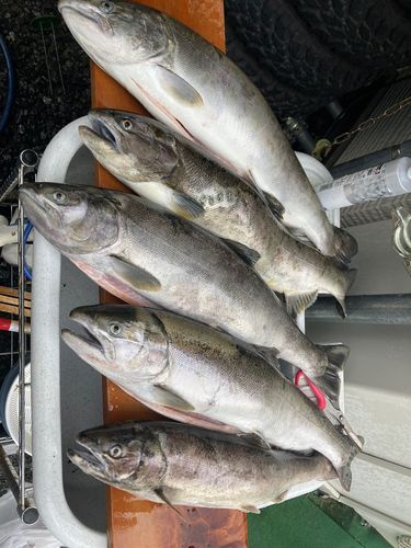 サクラマスの釣果