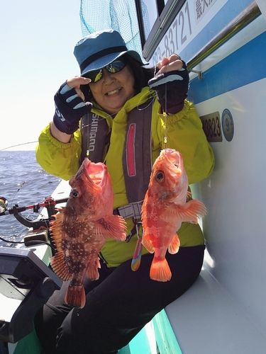 ウッカリカサゴの釣果