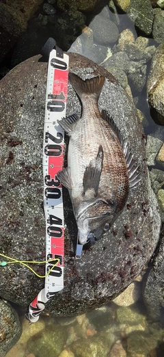 クロダイの釣果