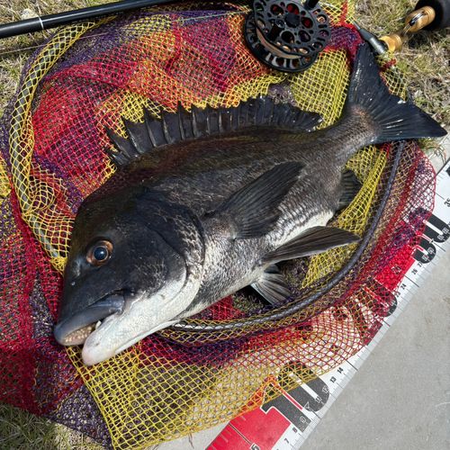 クロダイの釣果