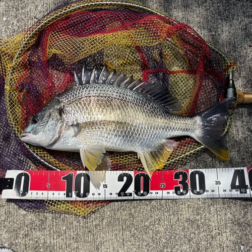 キビレの釣果