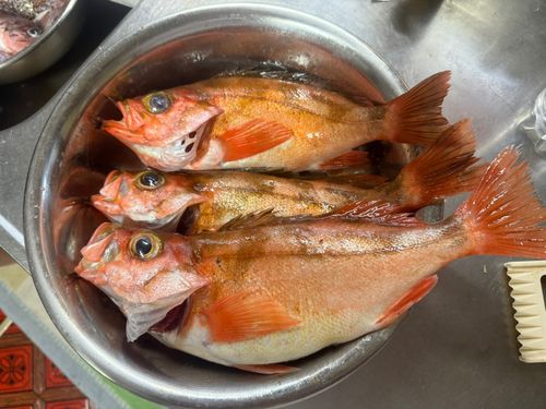 アラの釣果