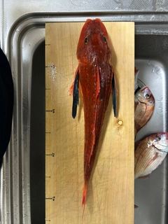 ハナダイの釣果