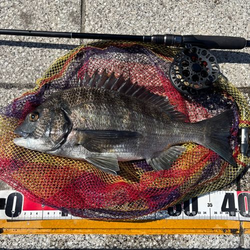 クロダイの釣果
