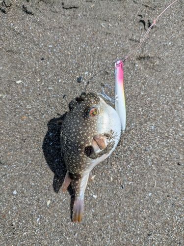 カスザメの釣果