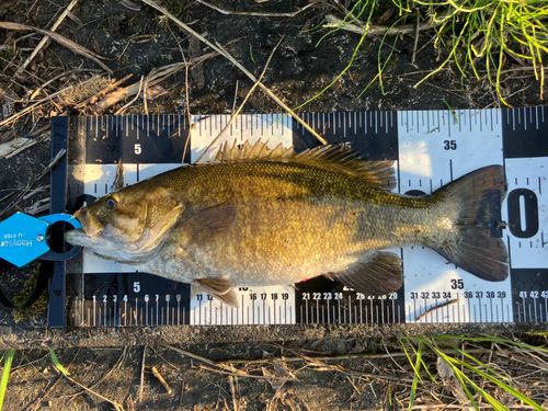 スモールマウスバスの釣果