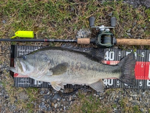 ラージマウスバスの釣果