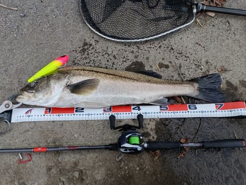 シーバスの釣果