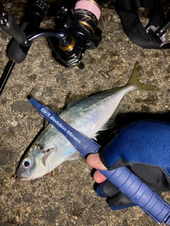 マアジの釣果