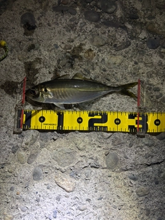 マアジの釣果