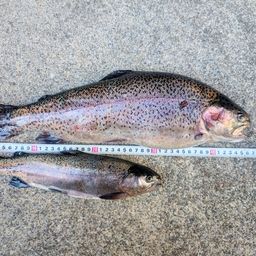 レインボートラウト