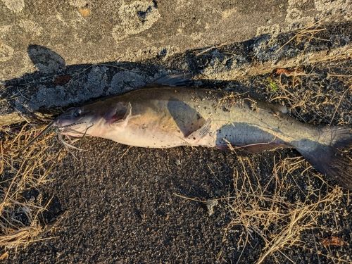アメリカナマズの釣果