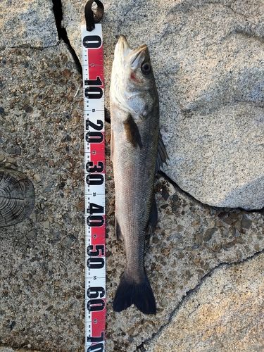 スズキの釣果