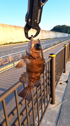 メバルの釣果