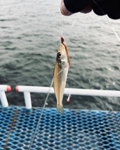 シロギスの釣果