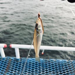 シロギス