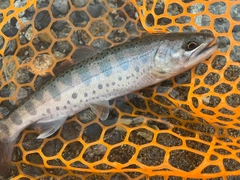 ヤマメの釣果