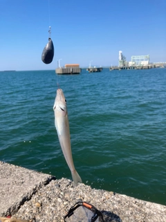 キスの釣果