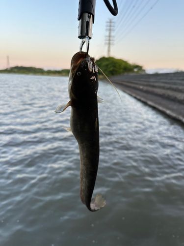 ナマズの釣果