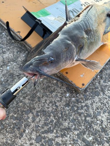 アメリカナマズ