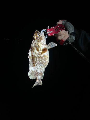 シマゾイの釣果
