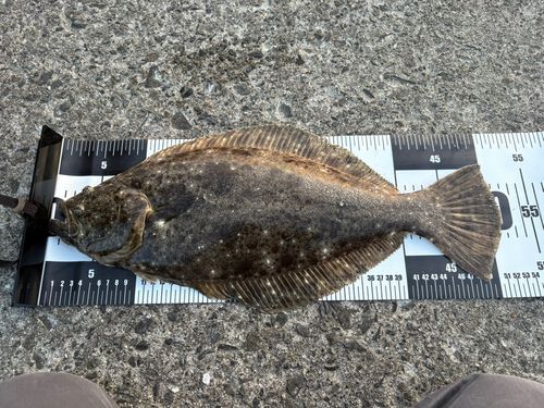 ヒラメの釣果