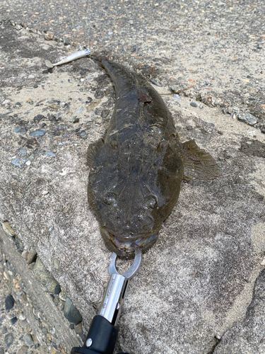 マゴチの釣果