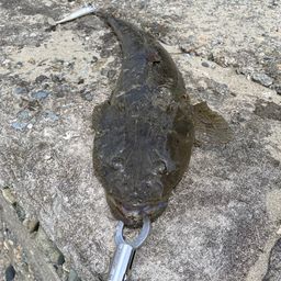 マゴチ