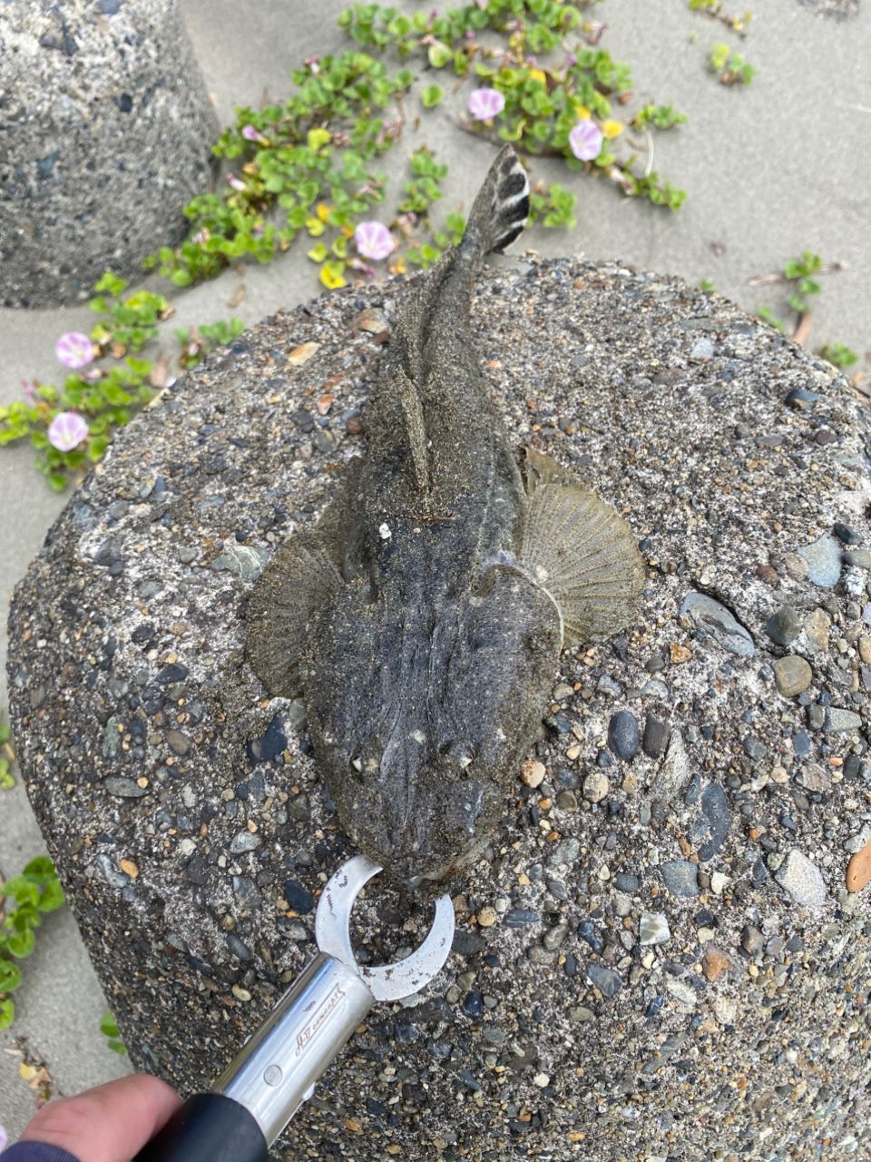 マゴチ