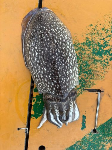 シリヤケイカの釣果