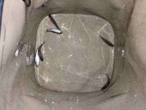 タモロコの釣果