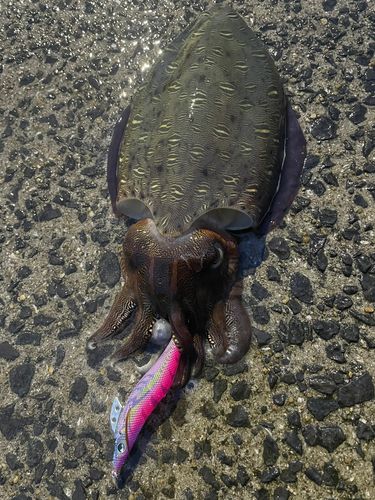 モンゴウイカの釣果