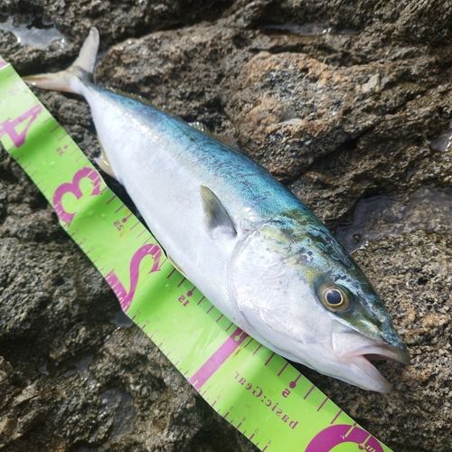 釣果