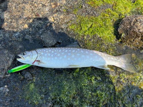 アメマスの釣果