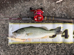 ラージマウスバスの釣果