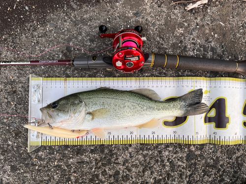 ラージマウスバスの釣果