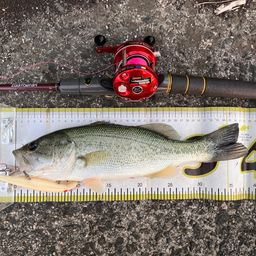 ラージマウスバス