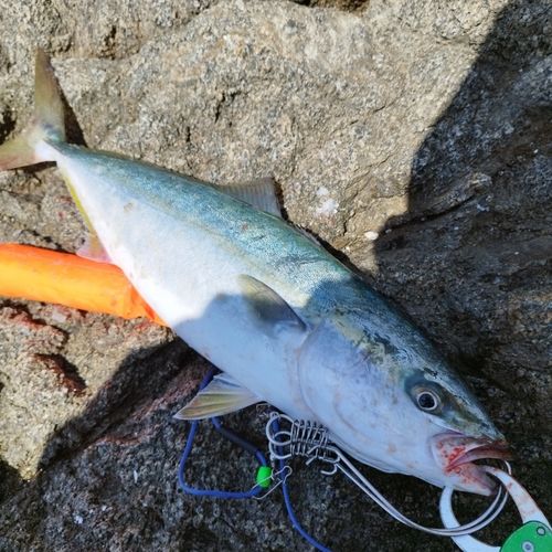 ハマチの釣果