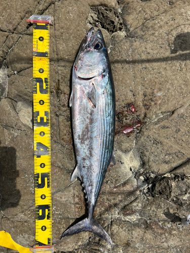 ハガツオの釣果