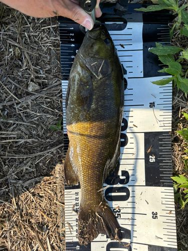 スモールマウスバスの釣果