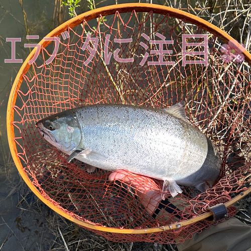 サクラマスの釣果