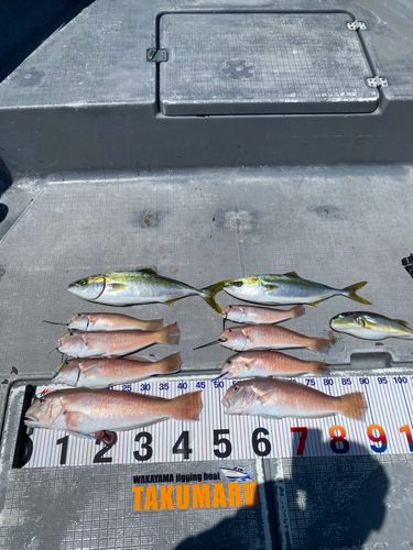 アマダイの釣果