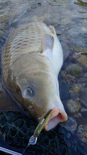 コイの釣果