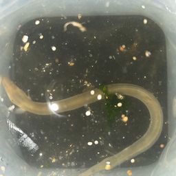 ニホンウナギ