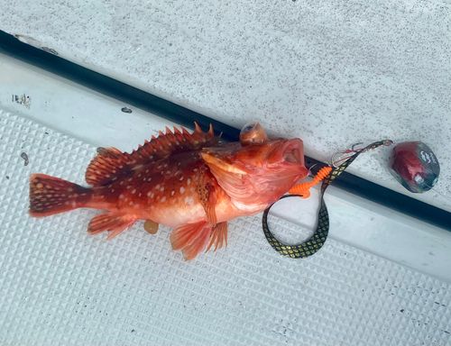 ウッカリカサゴの釣果