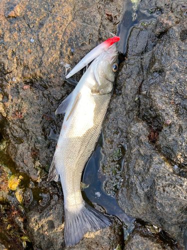 ヒラスズキの釣果