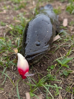ライギョの釣果