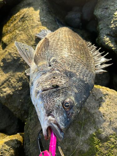 チヌの釣果