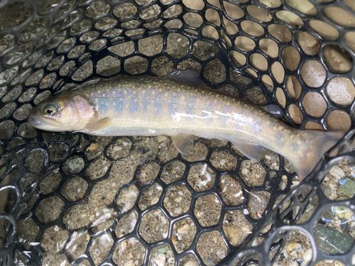 イワナの釣果