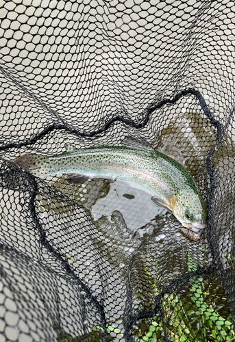 ニジマスの釣果